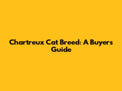 Chartreux Cat Breed: A Buyer's Guide