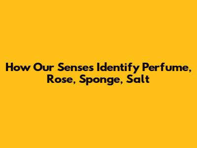 How Our Senses Identify Perfume, Rose, Sponge, Salt