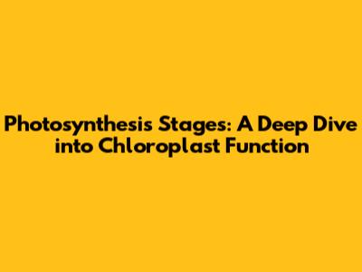 Photosynthesis Stages: A Deep Dive into Chloroplast Function