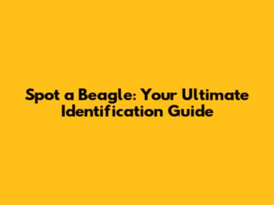 Spot a Beagle: Your Ultimate Identification Guide