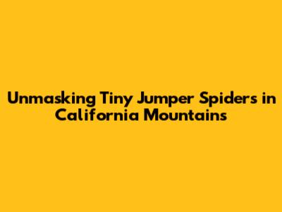 Unmasking Tiny Jumper Spiders in California Mountains